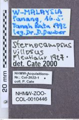 Etikette zu Sternocampsus villosus (NHMW-ZOO-COL-0010446)